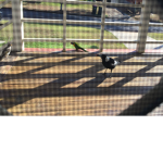 LIFE OF MAGPIES SQUAD