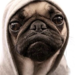 The Pugs are awsome