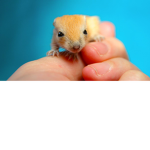 Gerbils United The original