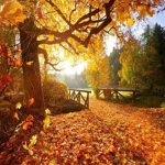 Autumn Wolves