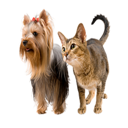 Dog Roblox decal