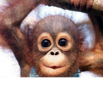 TrueMonkeys