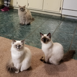 Ari123cat group