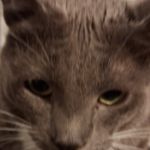 Paw Squad