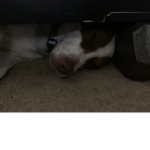 Dogs be like under the bed