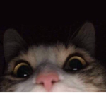 Cat are better than dogs