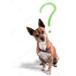 What's the dog doin'?