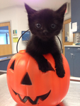 kawaii halloween