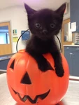 kawaii halloween Group Thumbnail