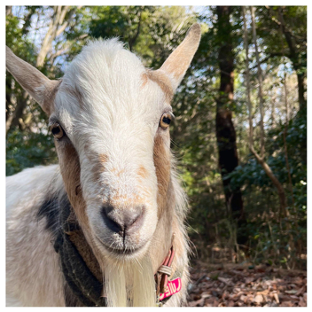 Goat Pen