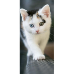 Cute kitty cat squad for you and me