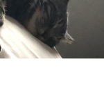 MarniMoos