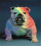 The Rainbow Bulldogs