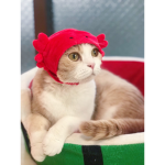 ~Axolotl fan group~
