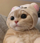 Kitty_Youtube