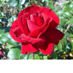 Rose Garden’s (Bloxburg Dance Studios)