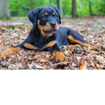 Rottweiler pitbull Group