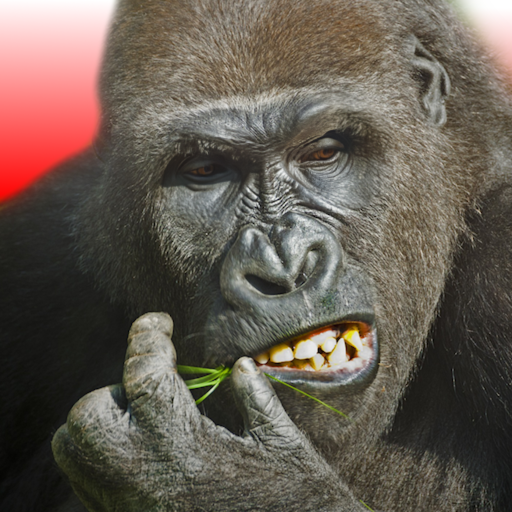Flying Gorilla Obby