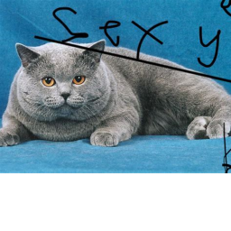 Obby For Cat Fans! (BACK UP)