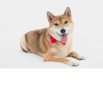 Doge soldier academy