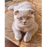 My Cute Cats Athena and Minerva