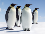 United Penguins