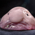 Da Blob Fish People!