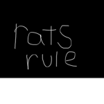 Rats rule no cats