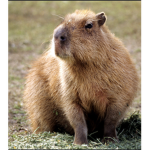 The capybara family