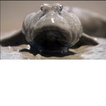The Mudskippers kingdom