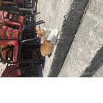 Cat cat fan group