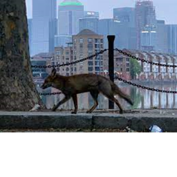 FoxCityRP