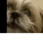 El Club de los Shih-Tzu