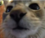 Hurb bruh