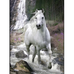 Les Chevaux Blancs