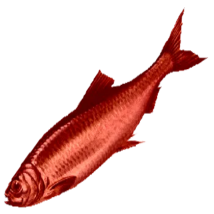 red her ring Roblox decal