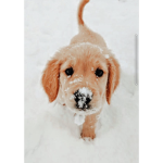 Olivia_Adopt Me_Giveaways