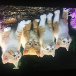 Free fried cats group :>