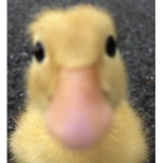Bloxburg Duck Builder!
