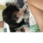 i <3 dawgs