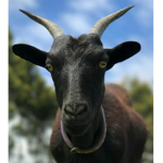 Black Goat_YT