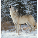 |- The Wolf Army -|