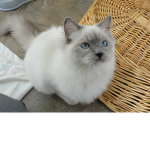 capercats