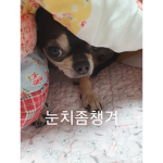 하늘코끼리 팬그룹