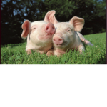 Pigs fans only