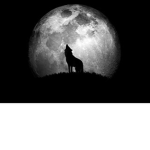 The Wolf Pack!!