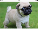 Cute pug team