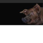 Hehehar