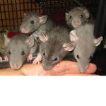 THE_RATSS