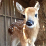 lil fawni
